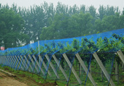 梨樹防鳥網