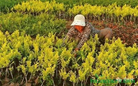 春季苗木除草是關(guān)鍵