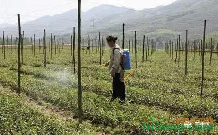 春季苗木除草是關(guān)鍵