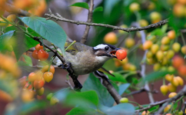 小鳥愛吃櫻桃、桑葚……趕鳥神器看這里~~~