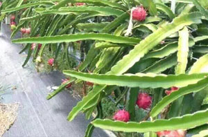 火龍果種植地面防草