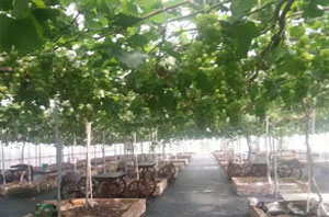 葡萄園基地 園藝地布 