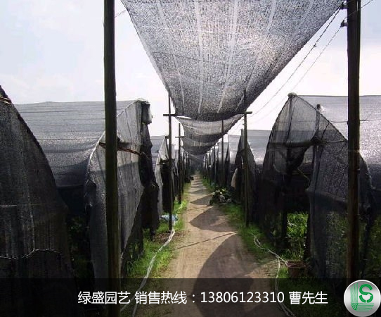 蔬菜大棚專用防蟲(chóng)害遮陽(yáng)網(wǎng)廠家