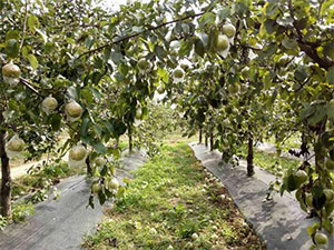 果樹防草布