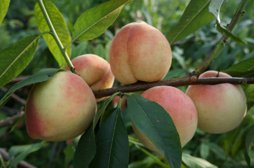 蟠桃防鳥(niǎo)網(wǎng)安裝注意事項(xiàng)