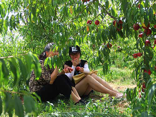 防鳥(niǎo)網(wǎng)